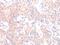 Hypocretin Neuropeptide Precursor antibody, MBS2528886, MyBioSource, Immunohistochemistry frozen image 