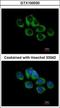 Thyrotropin Releasing Hormone Receptor antibody, GTX100030, GeneTex, Immunocytochemistry image 