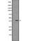 Mitogen-activated protein kinase 12 antibody, abx215232, Abbexa, Western Blot image 