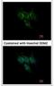 Glutathione S-Transferase Alpha 1 antibody, NBP1-32233, Novus Biologicals, Immunofluorescence image 
