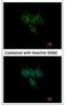 Glutathione S-transferase A1 antibody, NBP1-32233, Novus Biologicals, Immunofluorescence image 