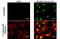 HIF1-alpha antibody, GTX628480, GeneTex, Immunocytochemistry image 