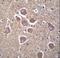 Tubulin Beta 2B Class IIb antibody, LS-C160331, Lifespan Biosciences, Immunohistochemistry frozen image 