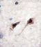 Myocyte Enhancer Factor 2C antibody, LS-C100007, Lifespan Biosciences, Immunohistochemistry paraffin image 