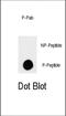 TSC Complex Subunit 2 antibody, abx031981, Abbexa, Dot Blot image 