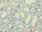 IZUMO Family Member 4 antibody, LS-C371453, Lifespan Biosciences, Immunohistochemistry frozen image 