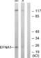 Ephrin A1 antibody, abx013425, Abbexa, Western Blot image 