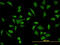 SH3 Domain Binding Protein 5 antibody, LS-B4485, Lifespan Biosciences, Immunofluorescence image 
