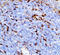 Triggering Receptor Expressed On Myeloid Cells 1 antibody, LS-C312743, Lifespan Biosciences, Immunohistochemistry frozen image 