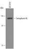 Semaphorin 4G antibody, PA5-47786, Invitrogen Antibodies, Western Blot image 