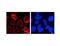 Nucleoporin 210 antibody, MBS375107, MyBioSource, Immunocytochemistry image 