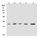 Glutathione Peroxidase 1 antibody, PB9203, Boster Biological Technology, Western Blot image 