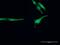 Ring Finger Protein 14 antibody, H00009604-D01P, Novus Biologicals, Immunocytochemistry image 