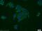 Eukaryotic Translation Initiation Factor 3 Subunit G antibody, 11165-1-AP, Proteintech Group, Immunofluorescence image 