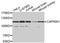 Cell Cycle Associated Protein 1 antibody, MBS126785, MyBioSource, Western Blot image 