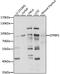 GTP-binding protein 1 antibody, LS-C750329, Lifespan Biosciences, Western Blot image 