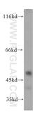 Adrenoceptor Alpha 2B antibody, 19778-1-AP, Proteintech Group, Western Blot image 
