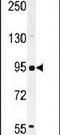 Membrane Metalloendopeptidase antibody, PA5-23701, Invitrogen Antibodies, Western Blot image 