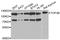 DNA Topoisomerase III Beta antibody, STJ110767, St John