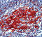Fc Fragment Of IgE Receptor II antibody, SM1100, Origene, Immunohistochemistry paraffin image 