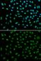 Damage Specific DNA Binding Protein 2 antibody, GTX54039, GeneTex, Immunofluorescence image 
