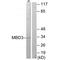 Methyl-CpG Binding Domain Protein 3 antibody, A02571, Boster Biological Technology, Western Blot image 