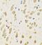 Receptor-type tyrosine-protein phosphatase epsilon antibody, FNab06944, FineTest, Immunohistochemistry frozen image 