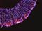 Leucine Rich Repeat Neuronal 1 antibody, PA5-47684, Invitrogen Antibodies, Immunohistochemistry frozen image 