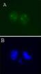 Aurora Kinase A antibody, orb89270, Biorbyt, Immunofluorescence image 