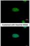 AT-rich interactive domain-containing protein 3A antibody, PA5-30009, Invitrogen Antibodies, Immunofluorescence image 