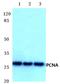 PCNA antibody, AP06281PU-N, Origene, Western Blot image 
