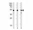 GATA Binding Protein 3 antibody, F52445-0.4ML, NSJ Bioreagents, Western Blot image 