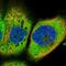 IQ Motif Containing H antibody, HPA040845, Atlas Antibodies, Immunocytochemistry image 