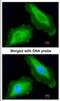 DEAD-Box Helicase 3 Y-Linked antibody, NBP1-32780, Novus Biologicals, Immunofluorescence image 