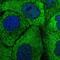 Serpin B5 antibody, HPA020136, Atlas Antibodies, Immunofluorescence image 