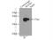 Mitochondrial Fission Regulator 1 antibody, 17778-1-AP, Proteintech Group, Immunoprecipitation image 