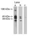 Ceramide Synthase 3 antibody, AP05283PU-N, Origene, Western Blot image 