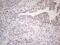 SPT3 Homolog, SAGA And STAGA Complex Component antibody, MA5-26983, Invitrogen Antibodies, Immunohistochemistry paraffin image 