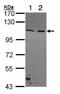 Collagen Type I Alpha 2 Chain antibody, ab96723, Abcam, Western Blot image 