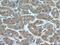 Monoglyceride Lipase antibody, 14986-1-AP, Proteintech Group, Immunohistochemistry frozen image 