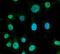 Putative endoplasmin-like protein antibody, NBP2-59343, Novus Biologicals, Immunocytochemistry image 