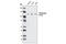 Phosphatidylinositol-4,5-Bisphosphate 3-Kinase Catalytic Subunit Gamma antibody, 5405S, Cell Signaling Technology, Western Blot image 