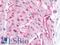 Caveolin 1 antibody, LS-B9776, Lifespan Biosciences, Immunohistochemistry frozen image 