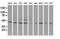 Ornithine Decarboxylase 1 antibody, MA5-25138, Invitrogen Antibodies, Western Blot image 