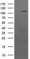 PTK7 antibody, TA504076, Origene, Western Blot image 