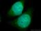 Eukaryotic Translation Initiation Factor 3 Subunit E antibody, 10899-1-AP, Proteintech Group, Immunofluorescence image 