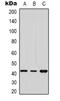 Dual Specificity Phosphatase 9 antibody, orb338892, Biorbyt, Western Blot image 