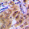 PTTG1 Regulator Of Sister Chromatid Separation, Securin antibody, LS-C353139, Lifespan Biosciences, Immunohistochemistry frozen image 