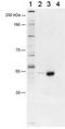 FOXP3 antibody, TA301515, Origene, Western Blot image 