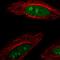 DEAD-Box Helicase 23 antibody, HPA039037, Atlas Antibodies, Immunofluorescence image 